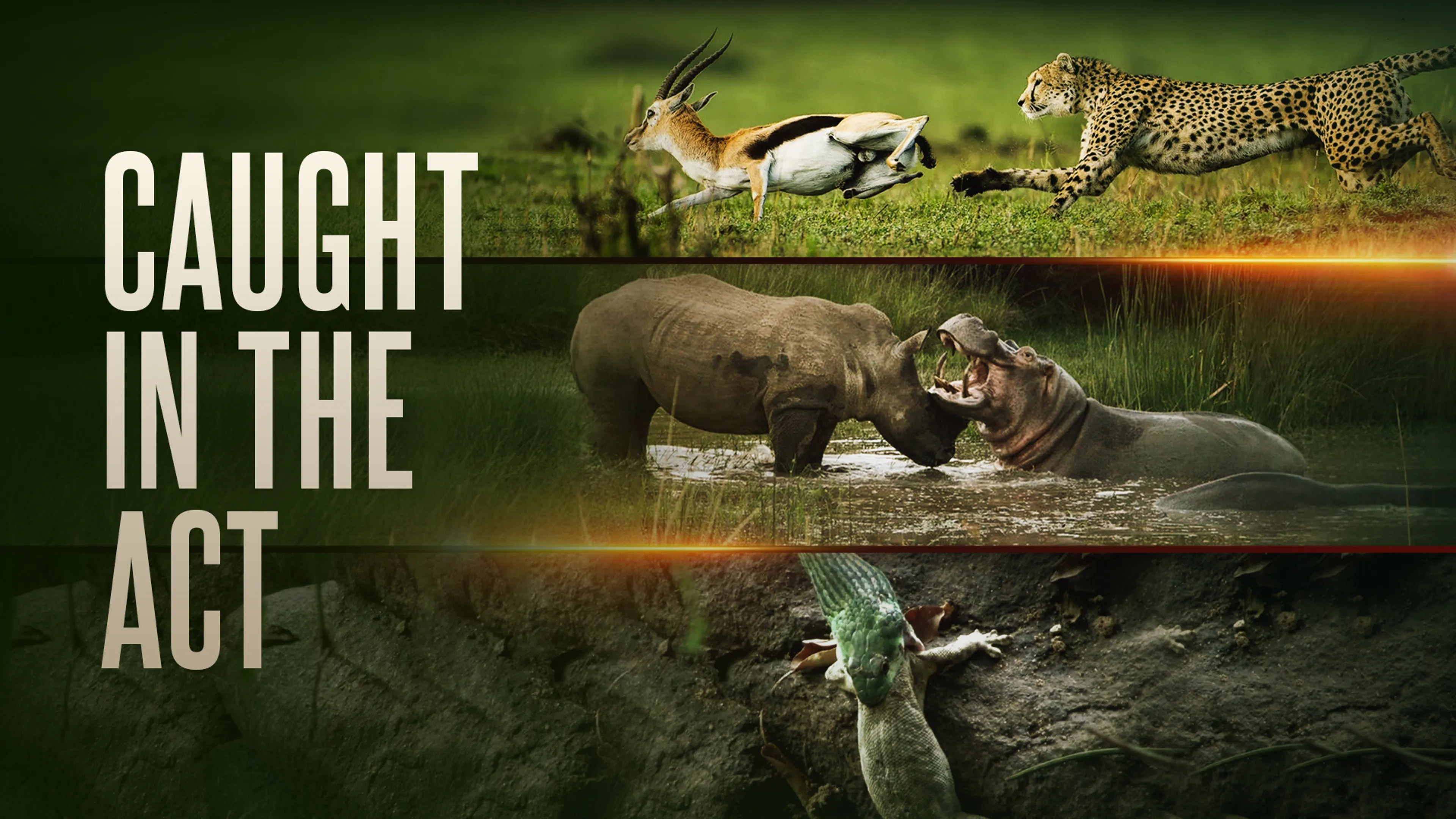 Caught in the Act poster